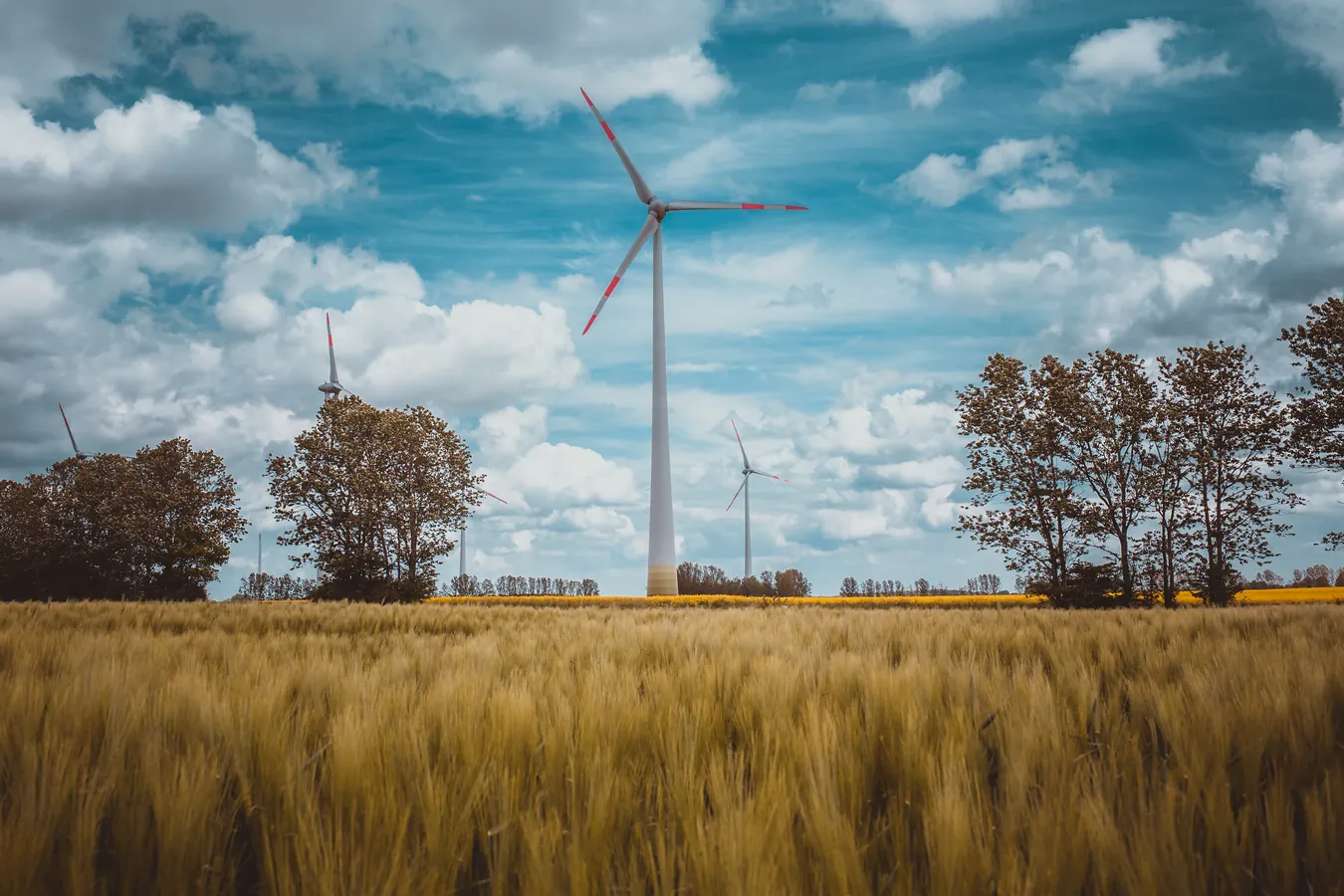 Windrad hinter einem goldenen Getreidefeld, Baumgruppen und weiße Wolken am blauen Himmel