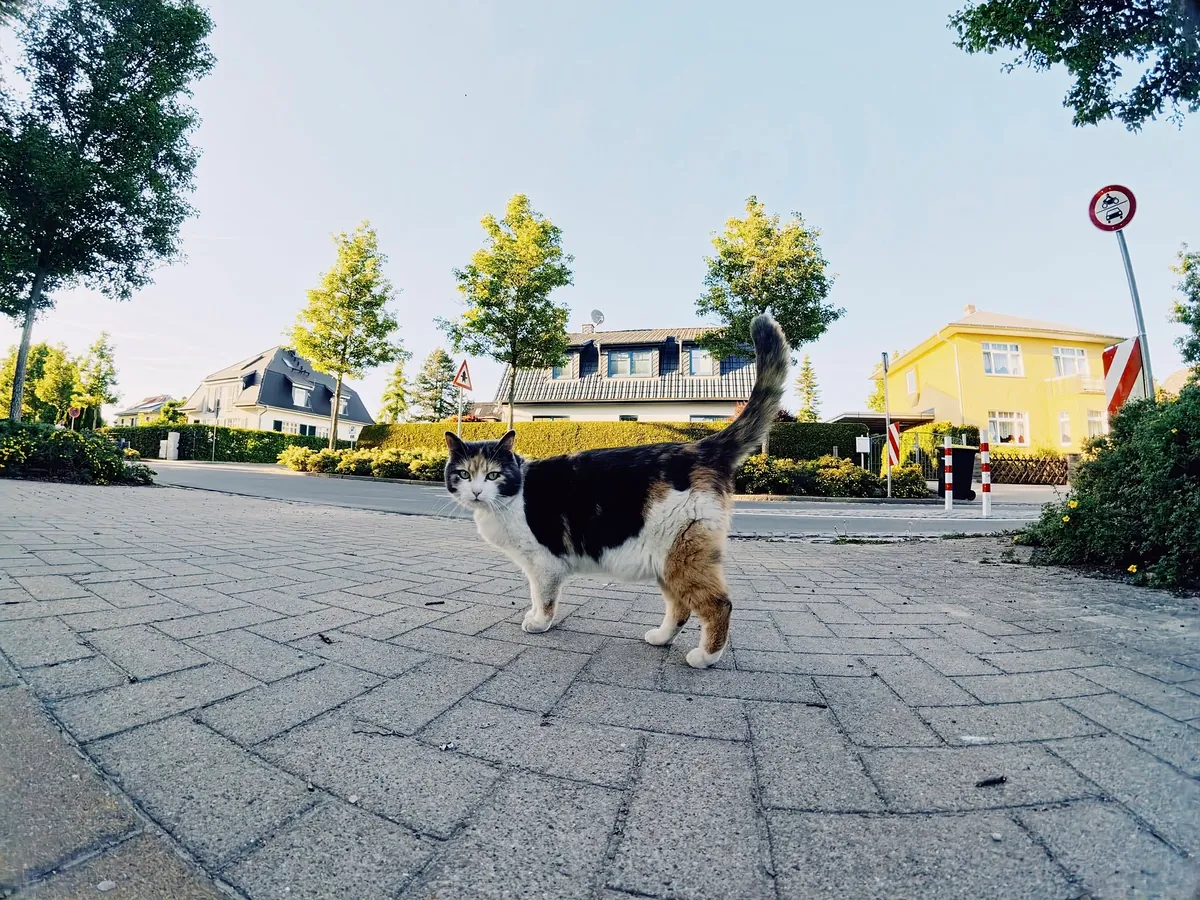 Dreifarbige Katze auf einem gepflasterten Gehweg in einer Wohnstraße in Waren (Müritz), die direkt in die Kamera blickt