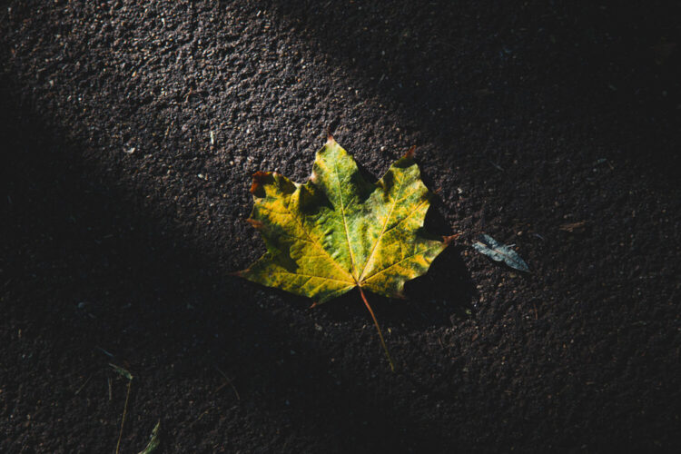 Naturmomente